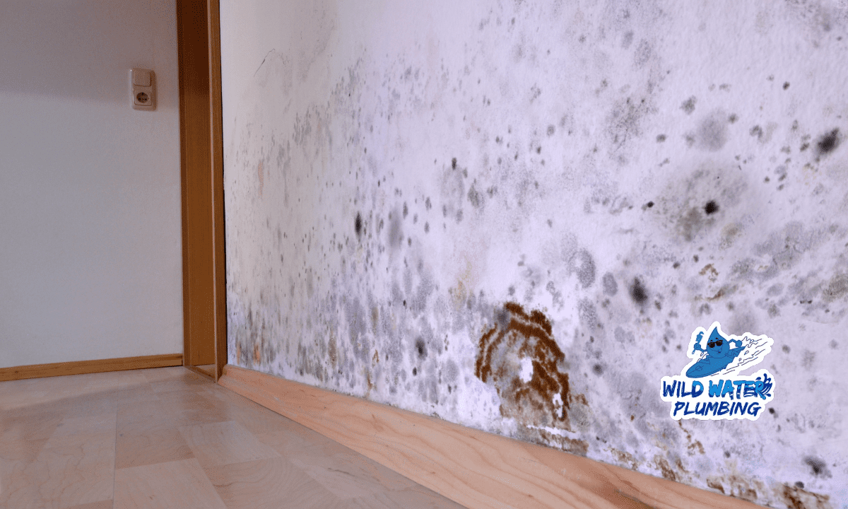 basement mold fix coastal north carolina